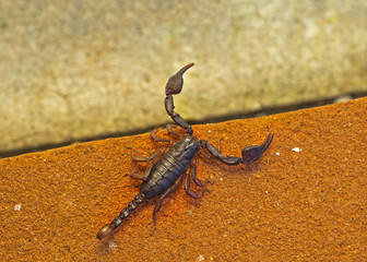 Euscorpius, small wood scorpion on orange brick. Nature macro.