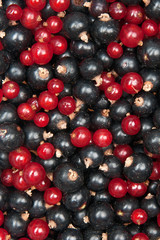 redcurrant and  blackcurrant