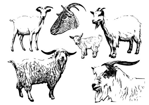 goat vector illustrations