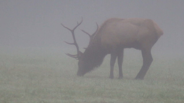 Trophy-class Bull Elk Stag in dense morning fog.