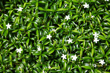 close up asian white flower in garden