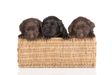 three labrador puppies in a basket