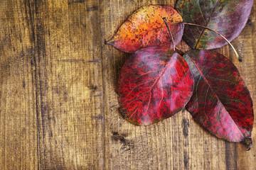 Naklejka na ściany i meble Leaves on brown wooden background