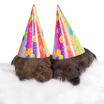 two adorable puppies in birthday hats