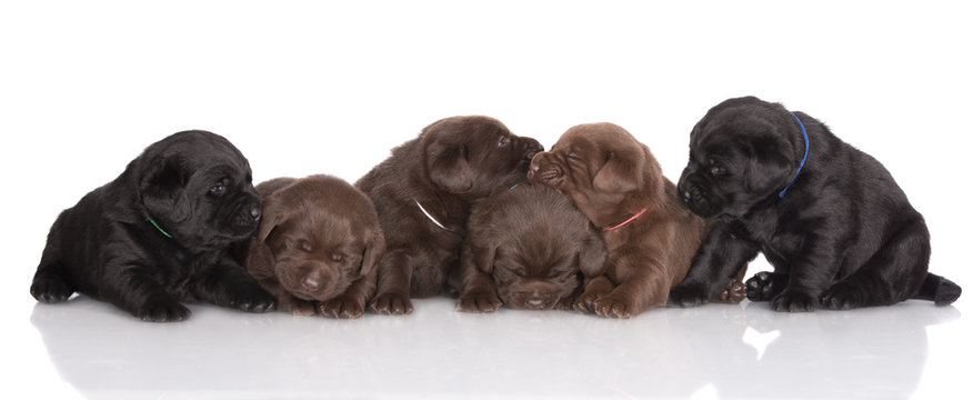 group of puppies sleeping