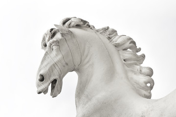 Horse head isolated on white background