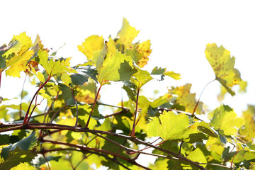 Grape leaves and sun beams
