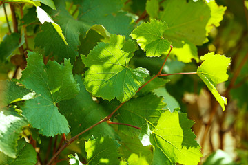 Grape leaves and sun beams