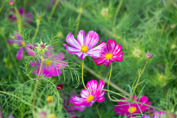 Cosmos Flower Field