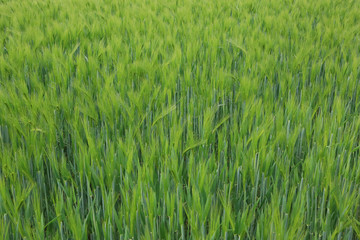 junges Getreide