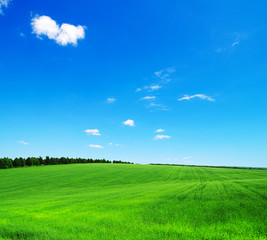 Fototapeta premium green field