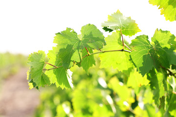 Grape leaves, close-up