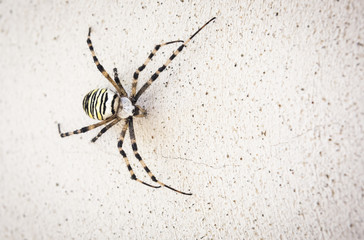 Macro of wasp spider