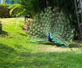 Obraz premium peacock