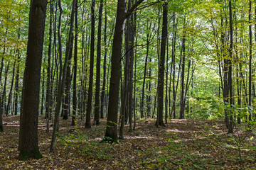 Fototapeta na wymiar Trees in beech forest