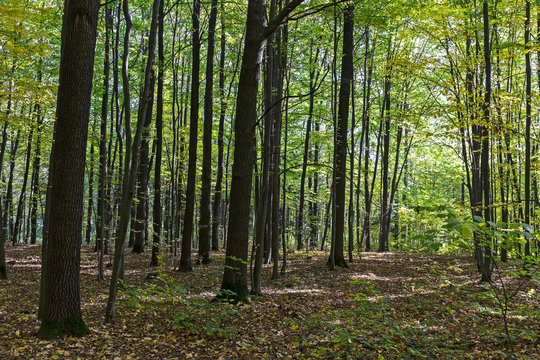Trees in beech forest
