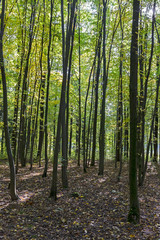 Beech forest in autumn