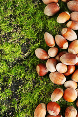 Hazelnuts  on green grass background