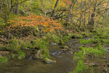 Autumn Creek In Woods