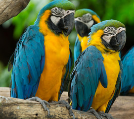 Macaws parrots