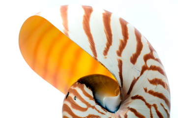 nautilus shell section