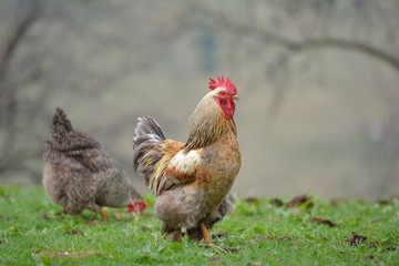 colorful rooster on field in spring