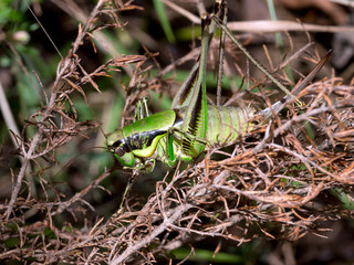 Katydid cricket in undergrowth. Bright green and black.