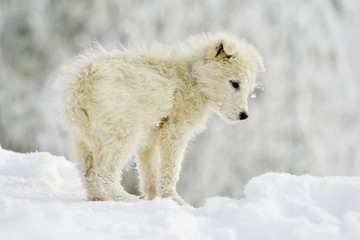 little white dog outdoor in winter