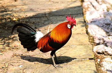 Thai Rooster