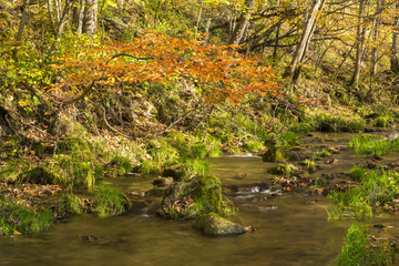 Autumn Creek In Woods