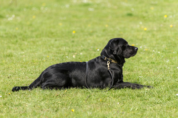 Obedient Labrador awating next command