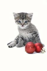 Christmas kitten