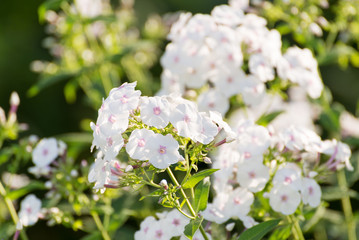 white Phlox flower - genus of flowering herbaceous plants