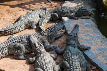Fototapeta na wymiar Crocodiles in the farm at Vietnam