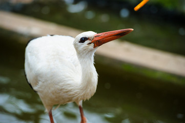 White stork