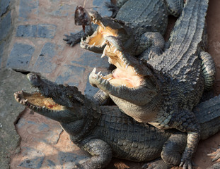 Obraz na płótnie Canvas Crocodiles in the farm at Vietnam