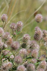 Trèfle pied-de-lièvre (trifolium arvense)