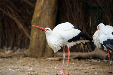 White stork