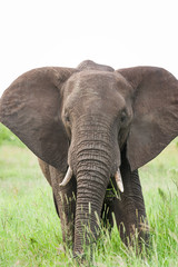 Naklejka na ściany i meble A large wild African Elephant feeding on grass in the rain