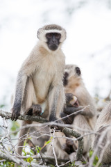 A troop of wild Vervet Monkeys sitting in a tree