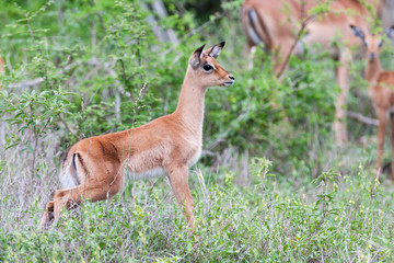 A wild baby Impala Antelope urinating in the bush