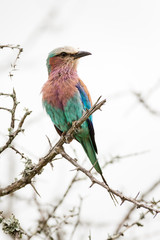 Fototapeta premium A wild Lilac-breated Roller bird perched on a branch