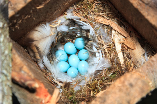 Nest of the Phoenicurus phoenicurus, Redstart.