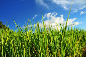 Green Rice Paddy Fields