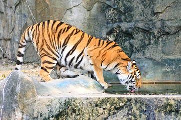 Tiger drinking water