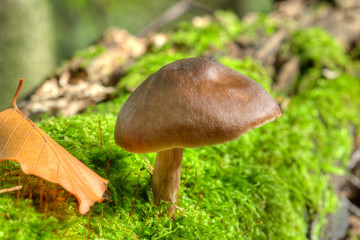 Little mushroom in the moss