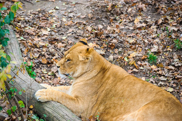 Lion