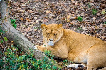 Fototapeta na wymiar Lion