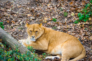 Lion
