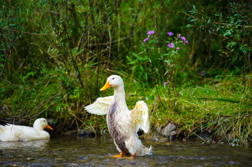 Ducks floats on water